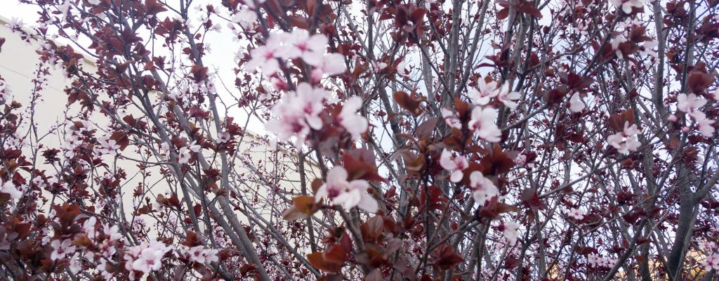 Cherry Blossom del Chuco